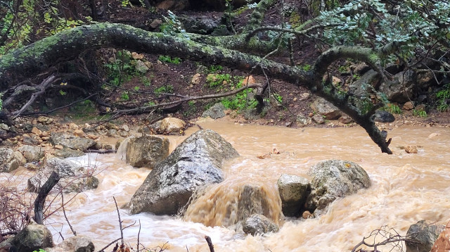 נחל דישון (צילום: גיל בינון, רשות הטבע והגנים)