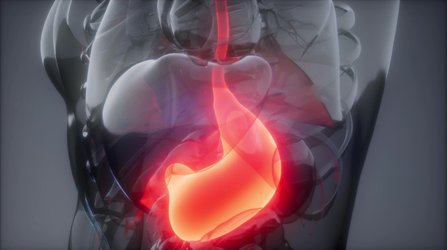 הקיבה (צילום: אינג'אימג')