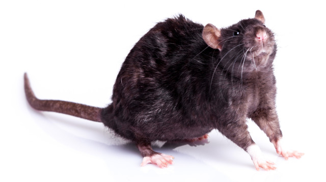 עכברוש (צילום: אינג'אימג')