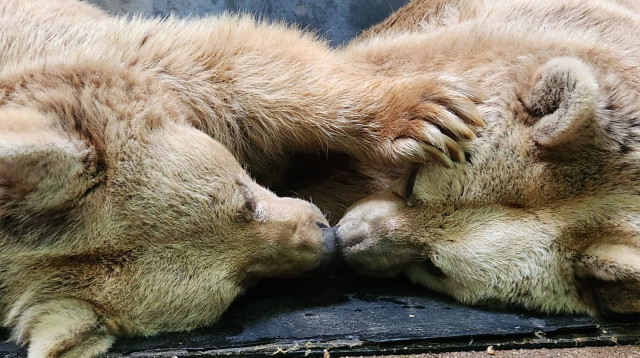 הדובות הסוריות בספארי (צילום: שלי אלדד)