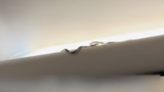 נחש במטוס (צילום: מתוך פייסבוק)