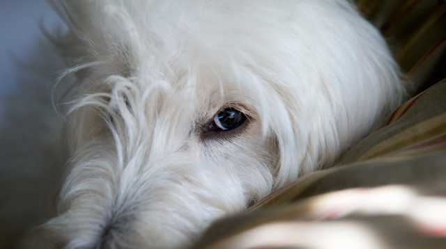 הכלב קרע וזלל את כל הכסף (צילום: אינג'אימג')