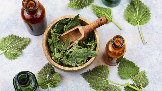 עלי סרפד טריים ומיובשים לשימוש ברפואה טבעית (צילום: אינגאימג')