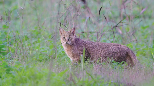 חתול הביצות (צילום: לירון שפירא, החברה להגנת הטבע)