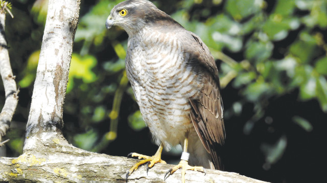 נץ (צילום: התחנה לחקר ציפורי ירושלים, החברה להגנת הטבע)