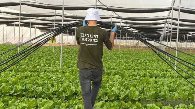 נכדו של המיליארדר היהודי בהתנדבות בחקלאות (צילום:  "חיבורים בחקלאות")