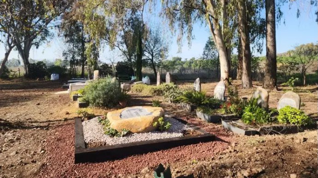 מובא למנוחת עולמים. בית העלמין בקדמת צבי (צילום: שלומי גבאי)