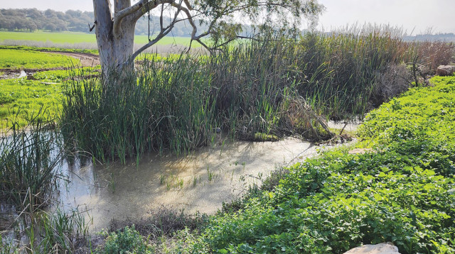 נחל נהלל (צילום: משרד החקלאות)