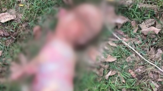 עגל עם "ראש של אדם" נולד בחווה בתאילנד (צילום: רשתות חברתיות)