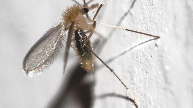 זבוב החול (צילום: לואיס פרננדס גארסיה)