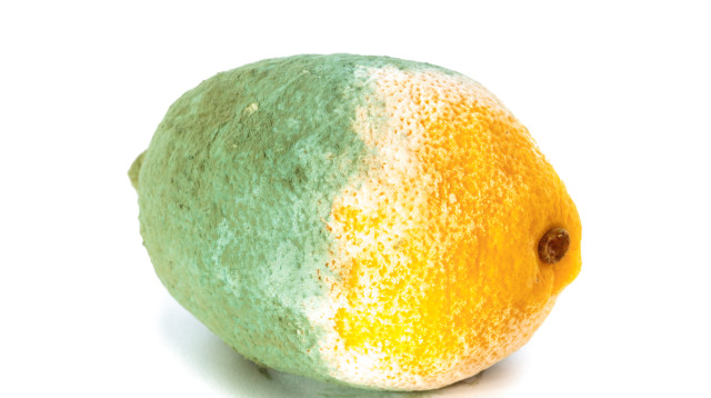 לימון רקוב, אילוסטרציה (צילום: אינג'אימג')