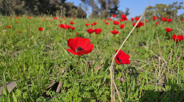 פריחת כלניות (צילום: פולה כהן, קק״ל)