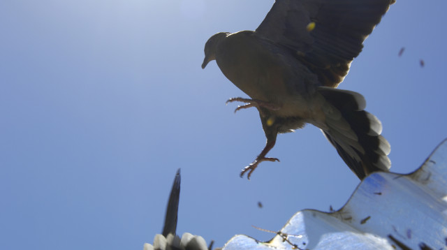 יונה, אילוסטרציה (צילום: אינג'אימג')