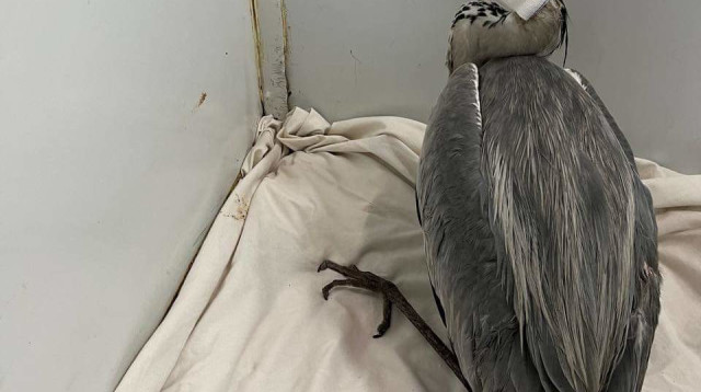 ירי בציפורים מוגנות (צילום: עמותת למען חיות הבר)