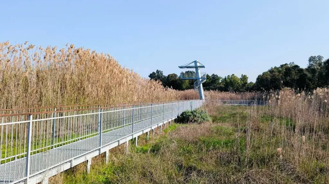 שביל מתכת צף ומגדל התצפית מעל עיינות גיבתון (צילום: ד"ר ענת אביטל, מנכ"לית "מטיילים עם ענת (https://anattour.co.il/))