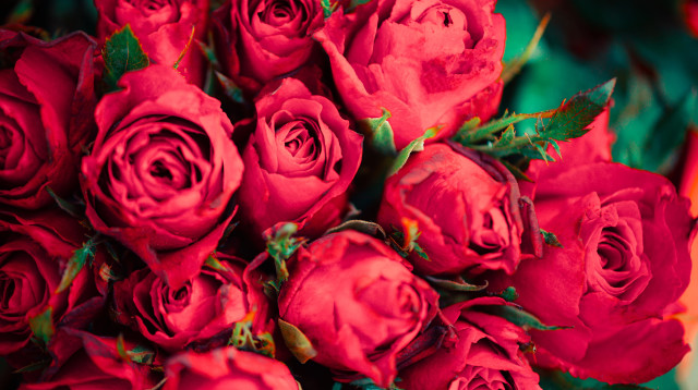 ורדים (צילום: אינג'אימג')