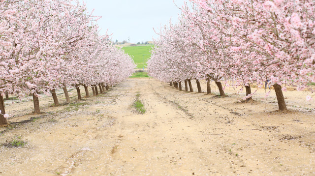 שדרת השקדיות בחבל יתיר  (צילום: יעל גולדשטיין - כגוונא)