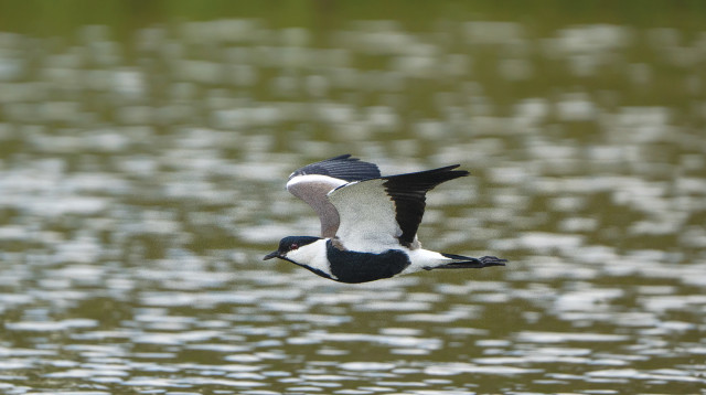 ציפורים (צילום:  יובל דקס, פארק אריאל שרון)