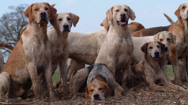 כלבים (צילום: אינג'אימג')