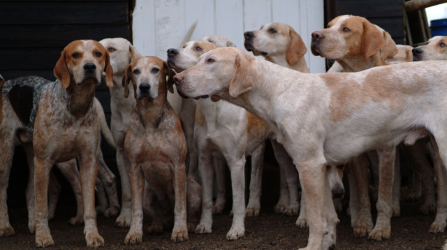 כלבים (צילום: אינג'אימג')