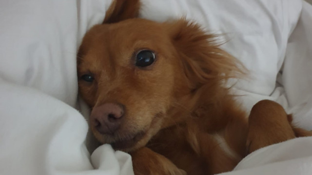 סנדי גריי גז  (צילום: מאיה גז)