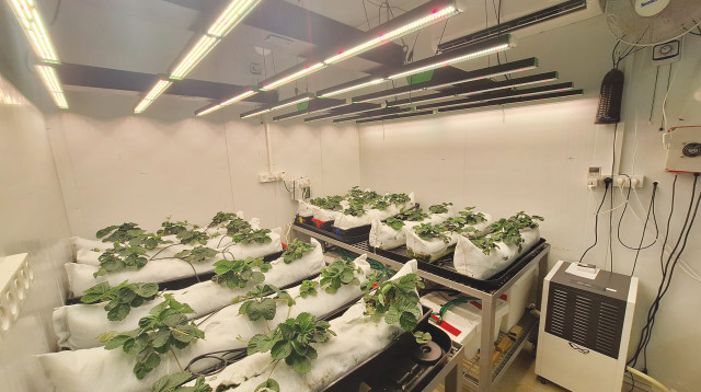 יום התות (צילום: באדיבות קבוצת חיפה)