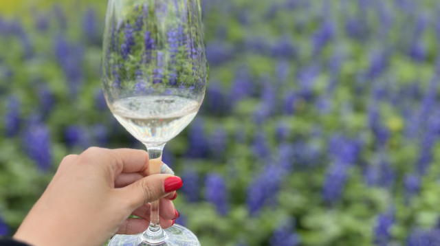 יקב הדר (צילום: מיטל שרעבי)