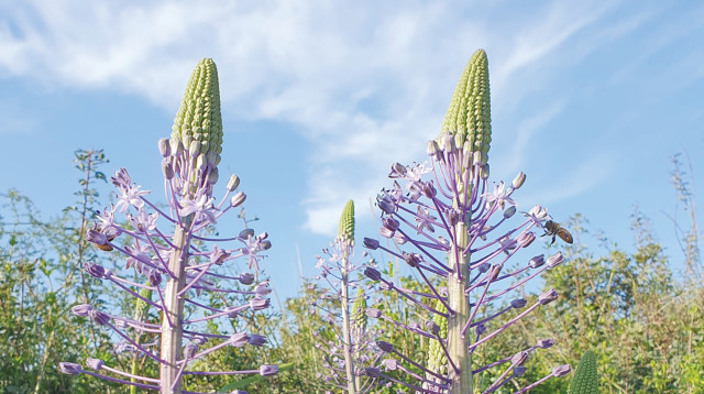 פרחים (צילום: אולגה ריבק, רשות הטבע והגנים)