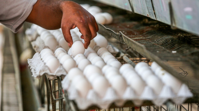 ביצים (צילום: עבד רחים חטיב, פלאש 90)