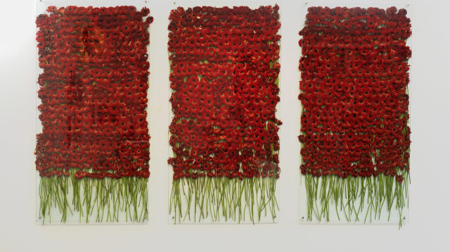 כ-1,500 גרברות אדומות מזן "ביוטי", אניה גלאצ'יו (צילום: אלי פוזנר, מוזיאון ישראל)