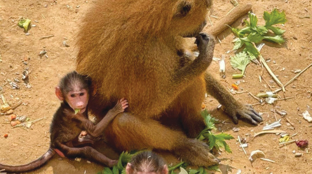 בבונים תאומים. מדבריום פארק החיות ע''ש גק גוזף ומורטון מנדל (צילום: יח"צ מדבריום)