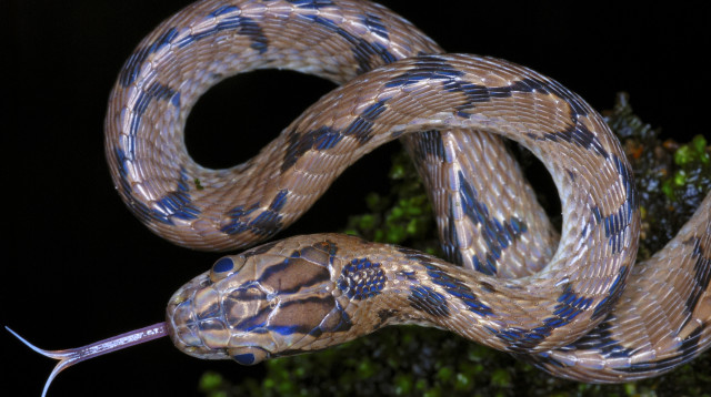 השתמשו בארס נחשים כסם, אילוסטרציה (צילום: אינג'אימג')