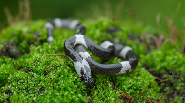 השתמשו בארס נחשים כסם, אילוסטרציה (צילום: אינג'אימג')