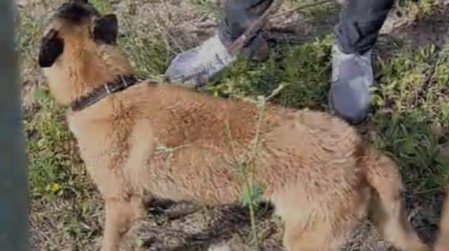 הכלב שעבר על פי החשד התעללות (צילום: רשתות חברתיות)