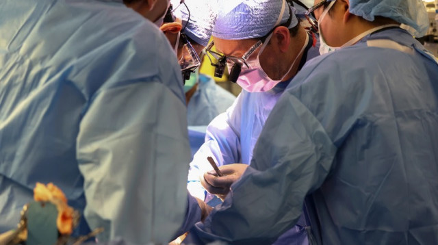 השתלת כלית חזיר באדם (צילום: Mass General)