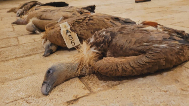 נשרים שהורעלו בדרום הארץ (צילום: רשות הטבע והגנים)