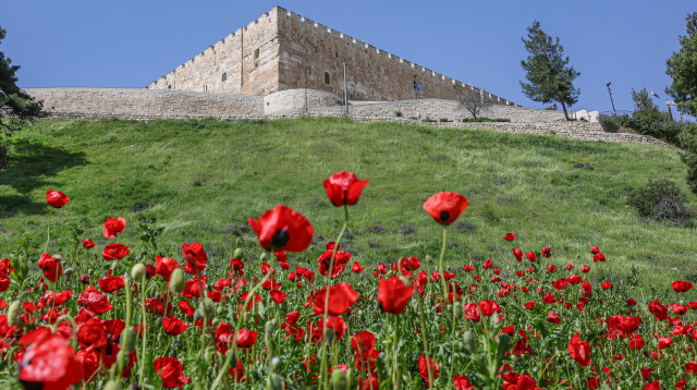 פריחה בעמק הקדרון (צילום: ארנון בוסאני)