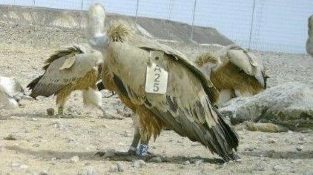 נשר (צילום: אשר פרץ רשות הטבע והגנים)