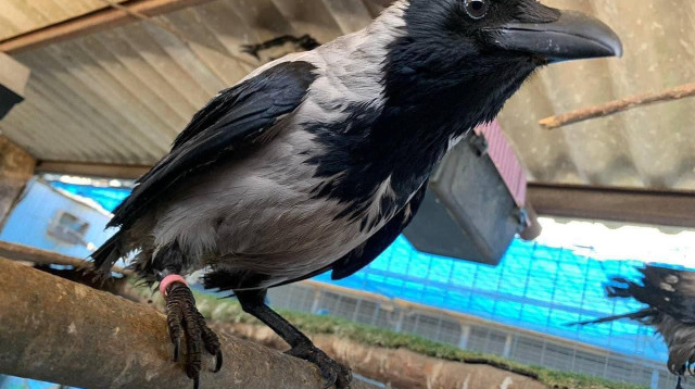 עורב (צילום: עמותת למען חיות הבר)
