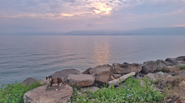 חוף הכנרת (צילום: תמי נחמיה, איגוד ערי כנרת)