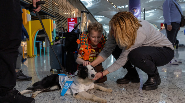 צוות של חמישה כלבים עובד בנמל התעופה איסטנבול (צילום: רויטרס)