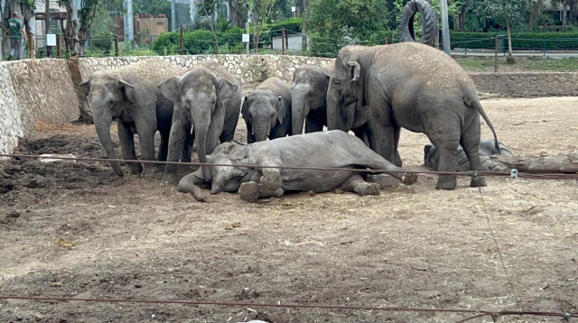 עדר הפילים מתכנס סביב ורדה הקורסת (צילום: באדיבות הספארי)