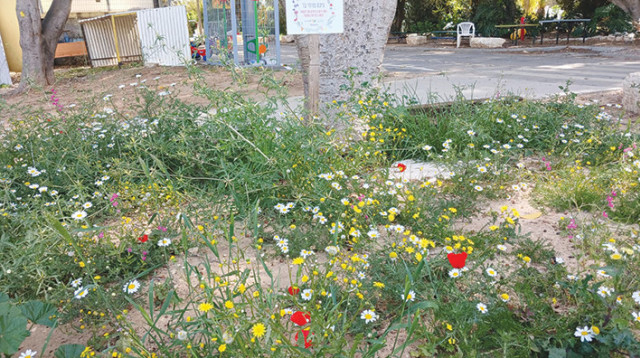 הפרחים בקיבוץ גבים (צילום: ניצן בן טל)