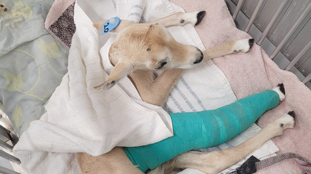 הראם הפצוע (צילום: גולן ריידר ואריק סוכר, רשות הטבע והגנים)