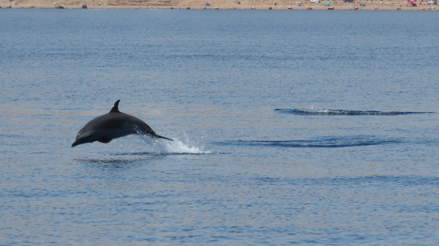 דולפינים מסוג סטנלה ברודה וארוכת חרטום (צילום: עמרי עומסי, רשות הטבע והגנים)