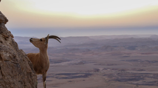 מכתש רמון (צילום: יחיעם דהן, מתנדב רשות הטבע והגנים)