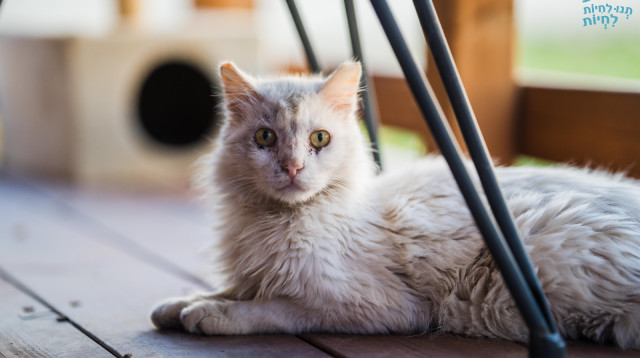 חתול בעוטף עזה (צילום: תנו לחיות לחיות)