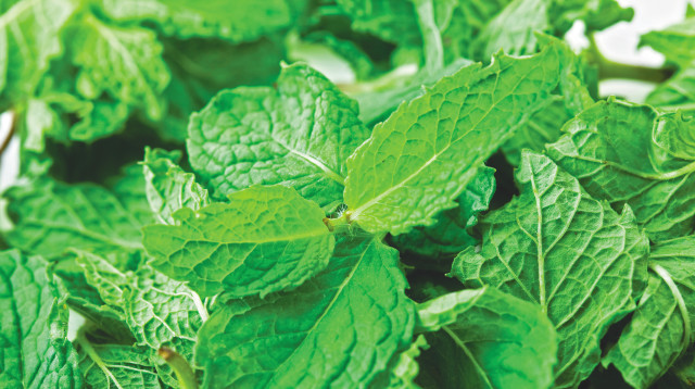 נענע צילום (צילום: אינגאימג)