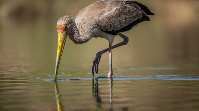 חסידן ורוד באילת (צילום: חן טופיקיאן, רשות הטבע והגנים)