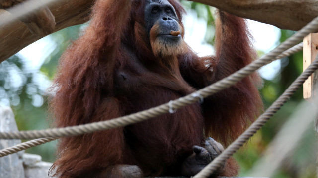 אורנג אוטן (צילום: רויטרס)